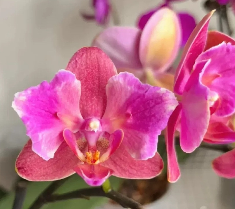 Phal. Рисовый пирог 1 Phal. Рисовый пирог