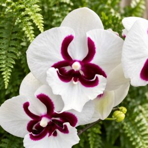 Phal. SnowWhite