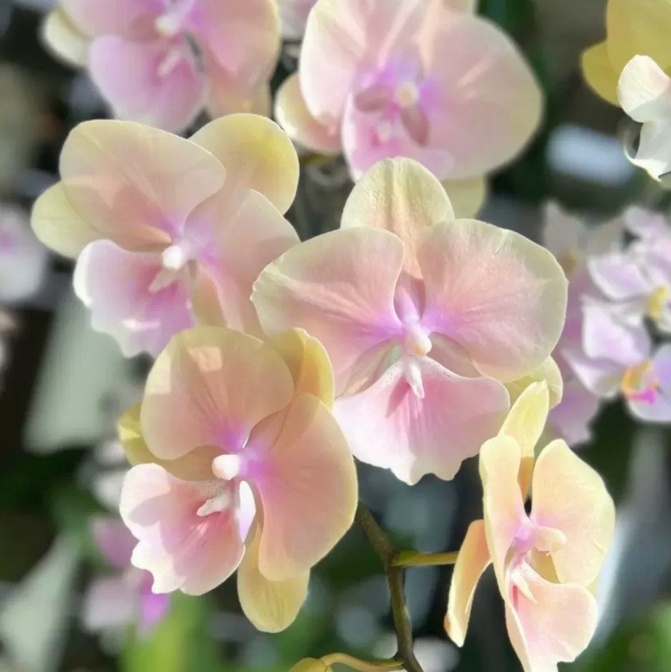 Phal. Yellow Robe 2 Phal. Yellow Robe