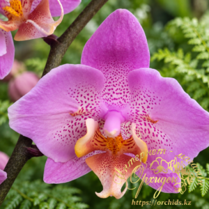 Phal. Beaumont