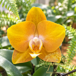 Phal. Las Vegas