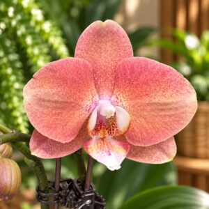 Phal. Salmon