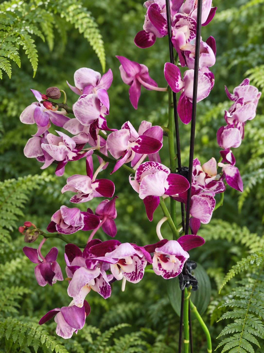 Phal. MVN 014 3 Phal. MVN 014