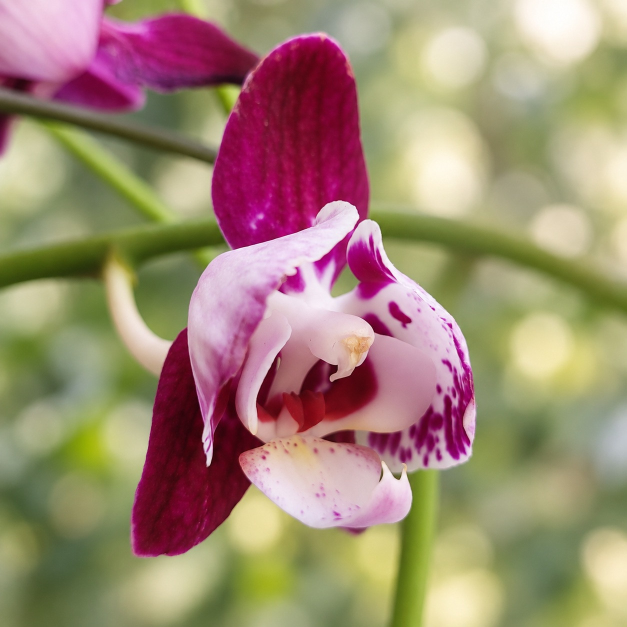 Phal. MVN 014 1 Phal. MVN 014