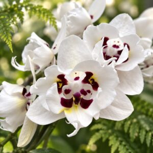 Phal. Snow Plum