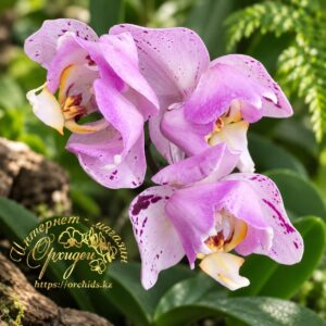 Phal. Taida Pink trilips