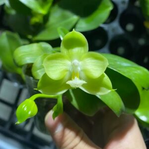 Phal. Green Dream