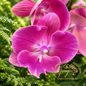 Phal. MVN 016