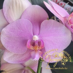 Phal. Aquarius