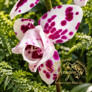 Phal. MVN 015